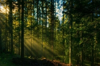 Лісові господарства взялися засаджувати Вінниччину швидкорослими породами дерев
