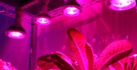 Где можно купить лампу для выращивания растений?
