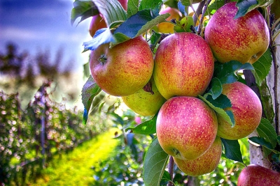 Експорт яблук з Вінницької області до Білорусі зріс у 18 разів