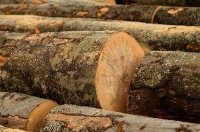 Як купити деревину дубу на аукціоні Української універсальної біржі