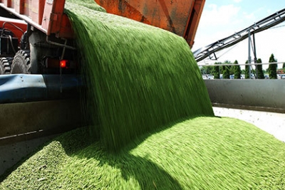 Как экспортировать зерно из Украины?