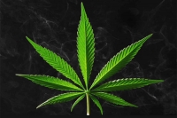 На Вінниччині поліція затрима водія який возив собою марихуану та амфетамін