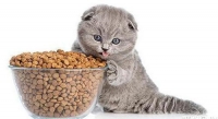 Сухой корм для кошек. Как выбрать самое полезное питание