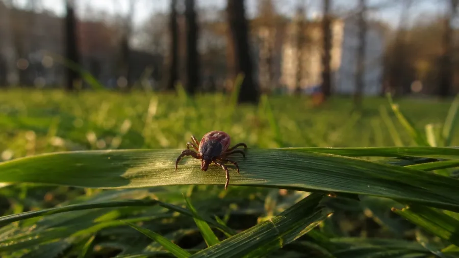 У Вінниці різко збільшилась кількість кліщів: лікарі дали важливі поради