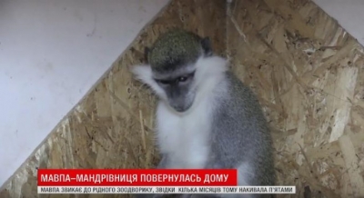 У Вінниці спіймали мавпу, що втікла із зоодворику (Відео)
