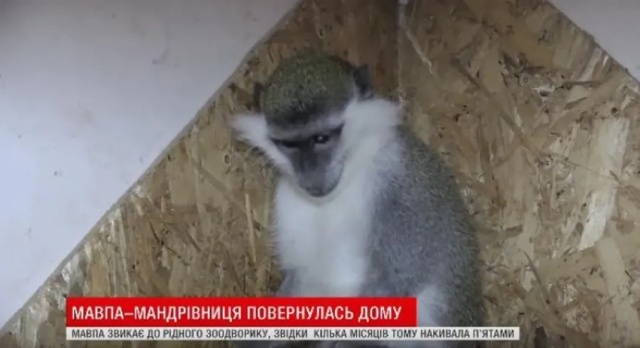 У Вінниці спіймали мавпу, що втікла із зоодворику (Відео)