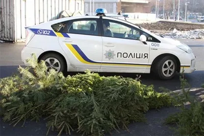 Поліція Вінниці протидіє незаконному продажу ялинок