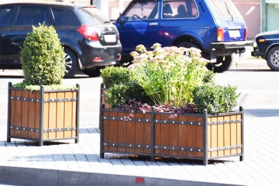 Острівці безпеки у Вінниці прикрашатимуть вічнозеленими рослинами