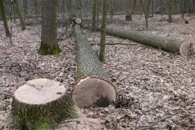 На Вінниччині поліція затримала чоловіків за незаконну порубку дубу