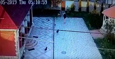 Вбивство на Вінниччині: камера спостереження зафіксувала злочин (Відео)