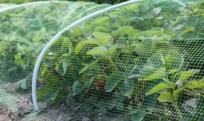 Эффективные способы защиты сада от грызунов