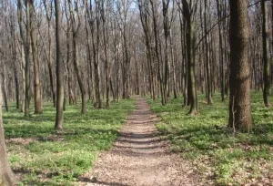 Моргунов доручив привести до ладу «Лісопарк»: зробити освітлення і лавочки