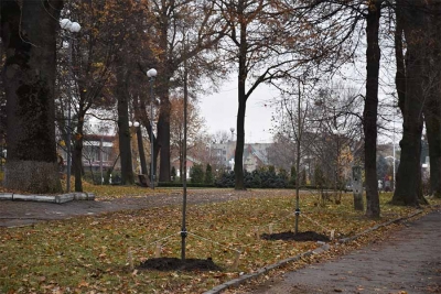 За сприятливої погоди у Вінниці завтра завершать заплановану висадку дерев в центрі міста