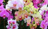 Де можна купити красиві орхідеї?
