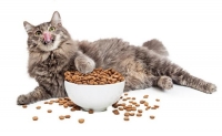 Сухой корм для кошек: где можно купить недорого?