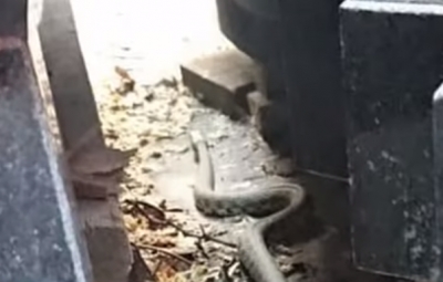 У підвалі вінницької багатоповерхівки змія привела потомство: люди налякані (Відео)