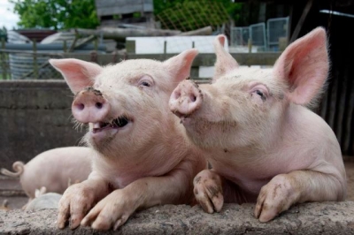 На Вінниччині зафіксували африканську чуму свиней