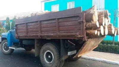 Серед ночі жінка виявила озброєних людей, які різали ліс. Порушники зчинили бійку