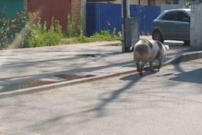 Свиня втекла по дорозі на бійню та бігла на Чехова по проїжджій частині (Відео)