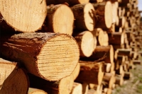 За минулий місяць Вінницька митниця 4 рази зупиняла незаконний експорт лісу