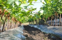 Как выбрать качественные саженцы винограда: все, что нужно знать начинающему виноградарю