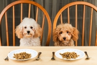 Сухой корм для собак: где можно купить недорого?