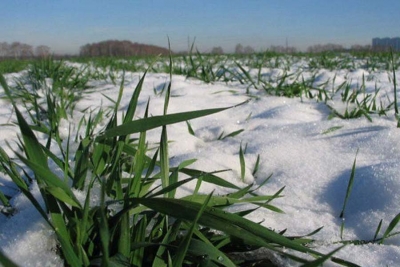 Аграрії Вінниччини підготовили вже більше 80% земель під озимі зернові