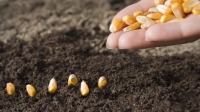 Семена кукурузы: где можно недорого купить посевной материал?