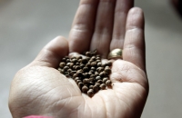 ТОП-7 полезных причин употребления семян конопли