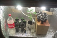 На Вінниччині 25-ти річний хлопець вирощував марихуану в домашніх умовах