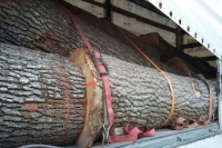 У Вінницькій області за добу зловили дві вантажівки з деревом без відповідних документів