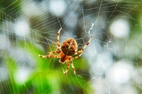 Толкование снов: к чему снятся пауки?