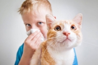 Аллергия на кота: как выявить и что предпринять?