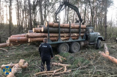 На Вінниччині посадовці комунального лісгоспу організували незаконну вирубку лісу