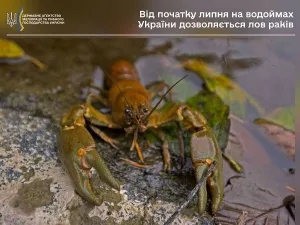 З 1 липня на Вінниччині скасували заборону на вилов раків