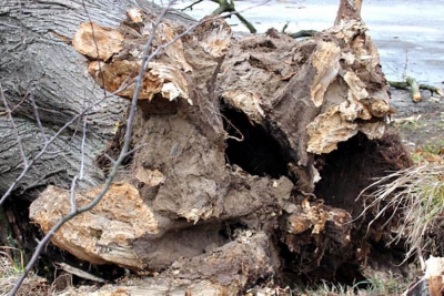 У Вінниці та області через негоду за добу було зафіксовано 7 випадків падіння дерев на проїжджу частину